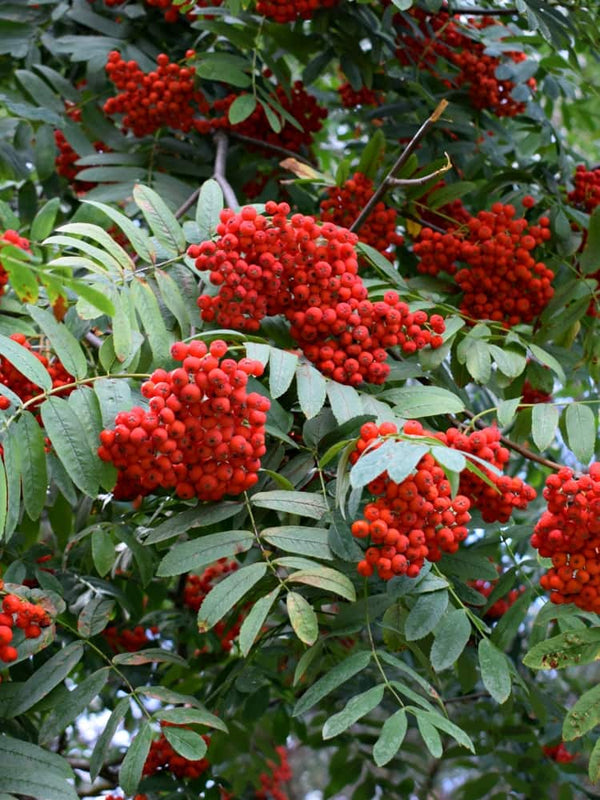 Artikelbild für Eberesche, Sorbus aucuparia 'Ulong' im Online-Shop der Bohlken Baumschulen