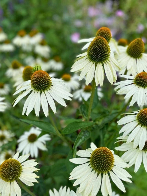 Scheinsonnenhut 'Kim´s Mop Head' ®, Echinacea purpurea 'Kim´s Mophead' ® im Onlineshop der Bohlken Baumschulen