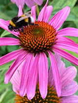 Echinacea purpurea 'Leuchtstern', Scheinsonnenhut 'Leuchtstern' im Onlineshop der Bohlken baumschulen