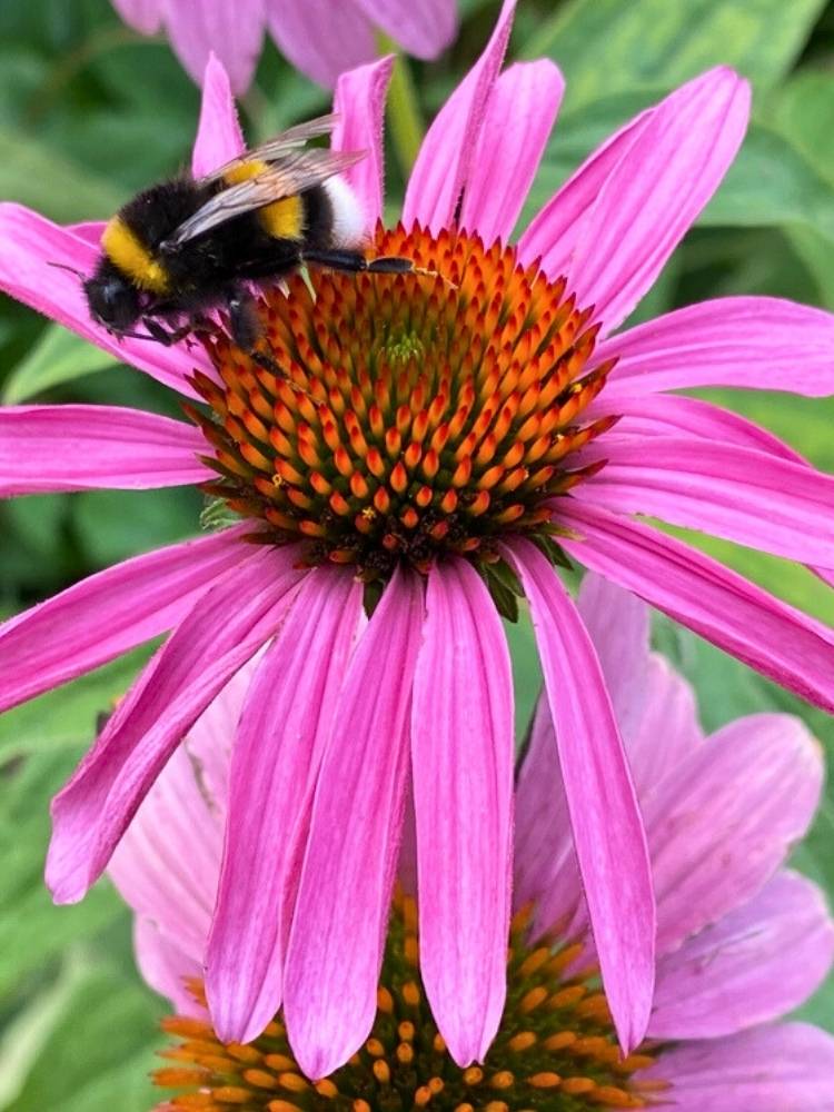 Echinacea purpurea 'Leuchtstern', Scheinsonnenhut 'Leuchtstern' im Onlineshop der Bohlken baumschulen