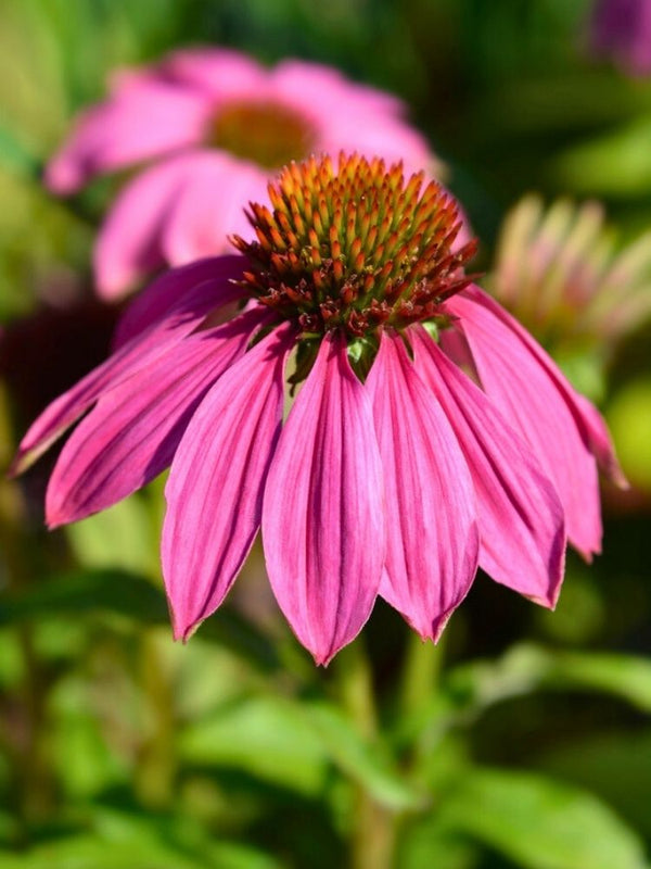 Scheinsonnenhut 'PowWow ®  Wild Berry', Echinacea purpurea  'PowWow ®  Wild Berry' im Onlineshop der Bohlken Baumschulen