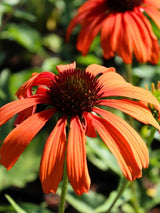 Echinacea purpurea 'Tangerine Dream' ®, Scheinsonnenhut 'Tangerine Dream' ® im Onlineshop der Bohlken Baumschulen