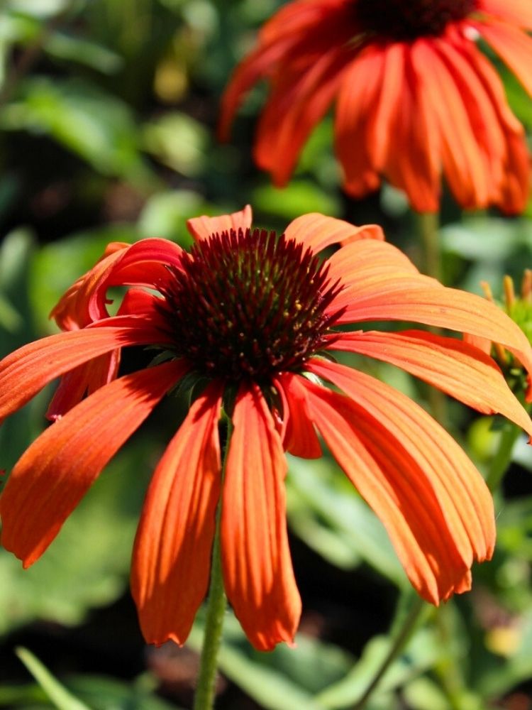 Echinacea purpurea 'Tangerine Dream' ®, Scheinsonnenhut 'Tangerine Dream' ® im Onlineshop der Bohlken Baumschulen