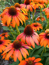 Echinacea purpurea 'Tangerine Dream' ®, Scheinsonnenhut 'Tangerine Dream' ® im Onlineshop der Bohlken Baumschulen