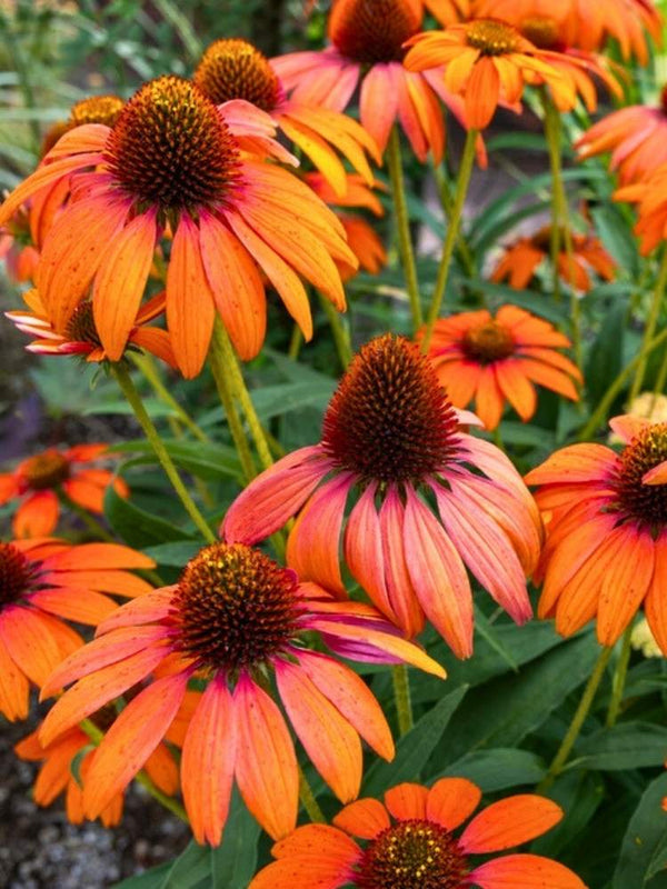 Echinacea purpurea 'Tangerine Dream' ®, Scheinsonnenhut 'Tangerine Dream' ® im Onlineshop der Bohlken Baumschulen