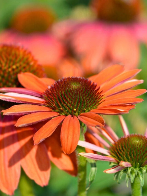 Echinacea purpurea 'Tiki Torch' ®, Scheinsonnenhut 'Tiki Torch' ® im Onlineshop der Bohlken Baumschulen