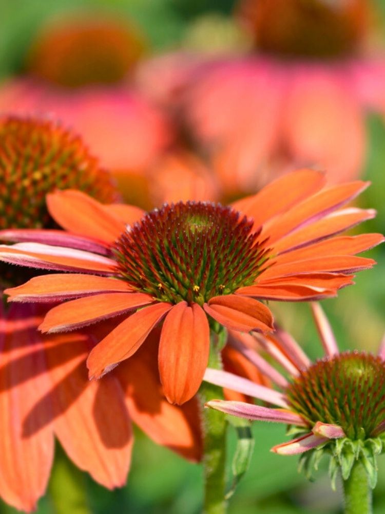 Echinacea purpurea 'Tiki Torch' ®, Scheinsonnenhut 'Tiki Torch' ® im Onlineshop der Bohlken Baumschulen