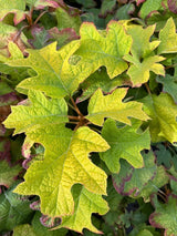 Eichenblatt-Hortensie 'Ruby Slippers', Hydrangea quercifolia 'Ruby Slippers' im Onlineshop der Bohlken Baumschulen