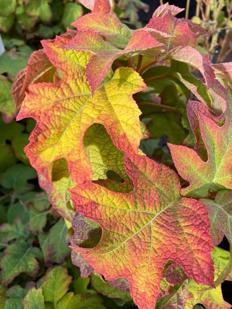 Eichenblatt-Hortensie 'Ruby Slippers', Hydrangea quercifolia 'Ruby Slippers' im Onlineshop der Bohlken Baumschulen