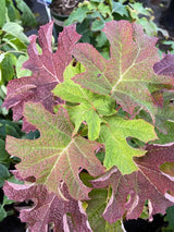 Eichenblatt-Hortensie 'Ruby Slippers', Hydrangea quercifolia 'Ruby Slippers' im Onlineshop der Bohlken Baumschulen