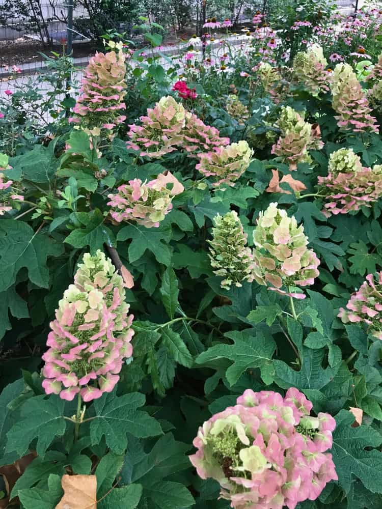 Eichenblatt-Hortensie 'Ruby Slippers', Hydrangea quercifolia 'Ruby Slippers' im Onlineshop der Bohlken Baumschulen