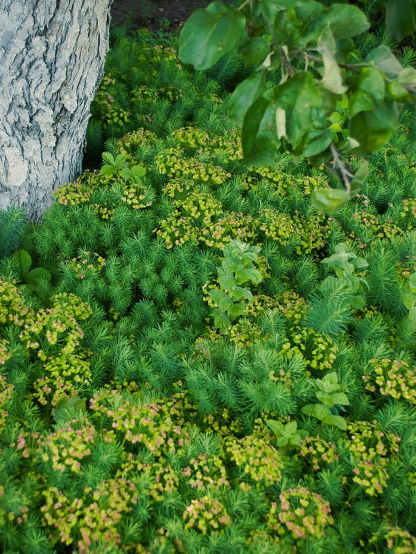 Zypressen-Wolfsmilch, Euphorbia cyparissias kaufen im Online-Shop der Bohlken Baumschulen