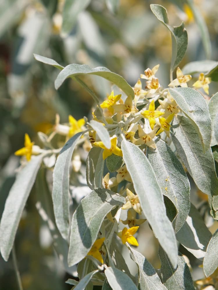 Artikelbild für Schmalblättrige Ölweide Elaeagnus angustifolia Onlineshop der Bohlken Baumschulen
