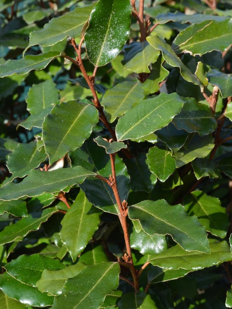 Artikelbild für Wintergrüne Ölweide Elaeagnus x ebbingei Onlineshop der Bohlken Baumschulen