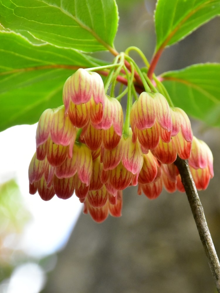 Artikelbild für Prachtglocke Enkianthus campanulatus im Onlineshop der Bohlken Baumschulen