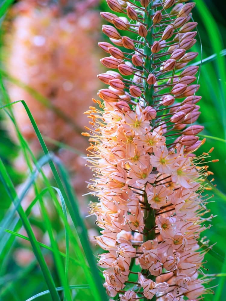 Eremurus Ruiter-Hybride 'Romance' | Steppenkerze 'Romance'  im Onlineshop der Bohlken Baumschulen