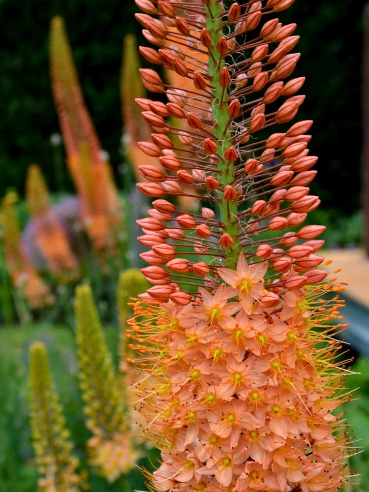 Eremurus 'Cleopatra' | Steppenkerze 'Cleopatra' im Onlineshop der Bohlken Baumschulen
