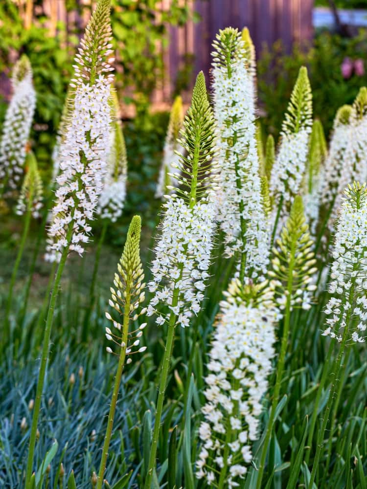 Eremurus 'Line Dance' | Steppenkerze 'Line Dance' im Onlineshop der Bohlken Baumschulen