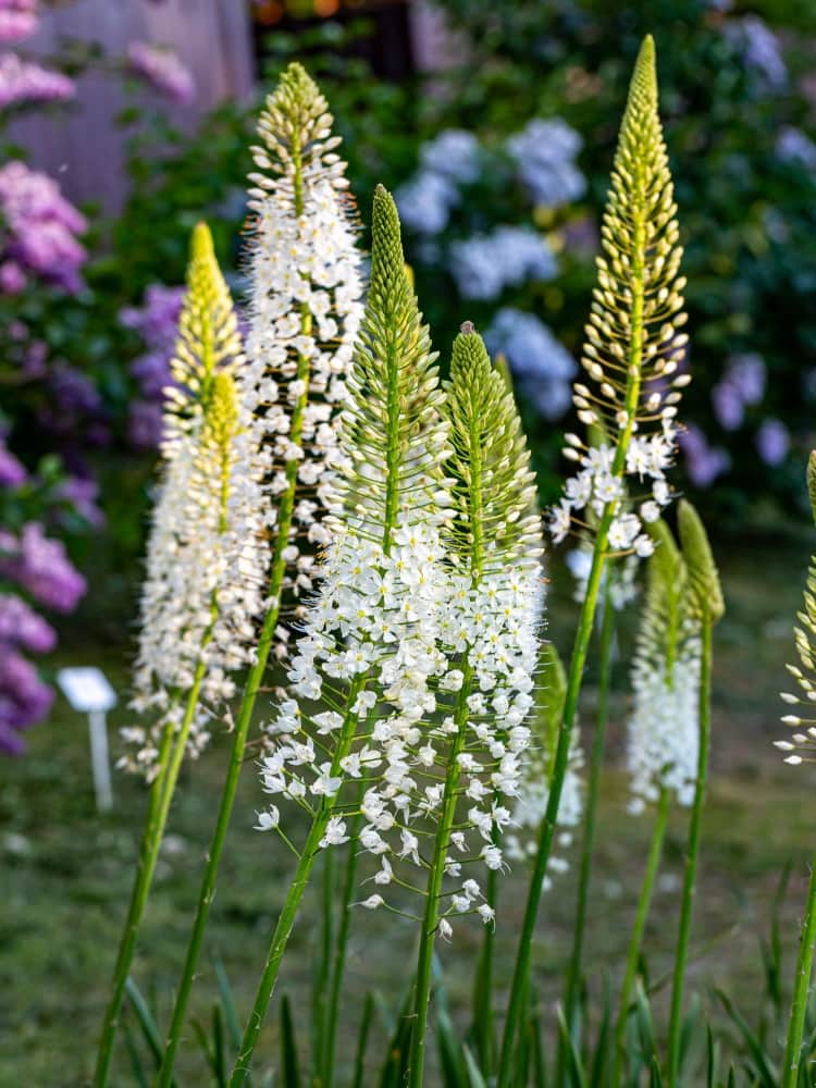 Eremurus himalaicus | Himalaja-Steppenkerze im Onlineshop der Bohlken Baumschulen