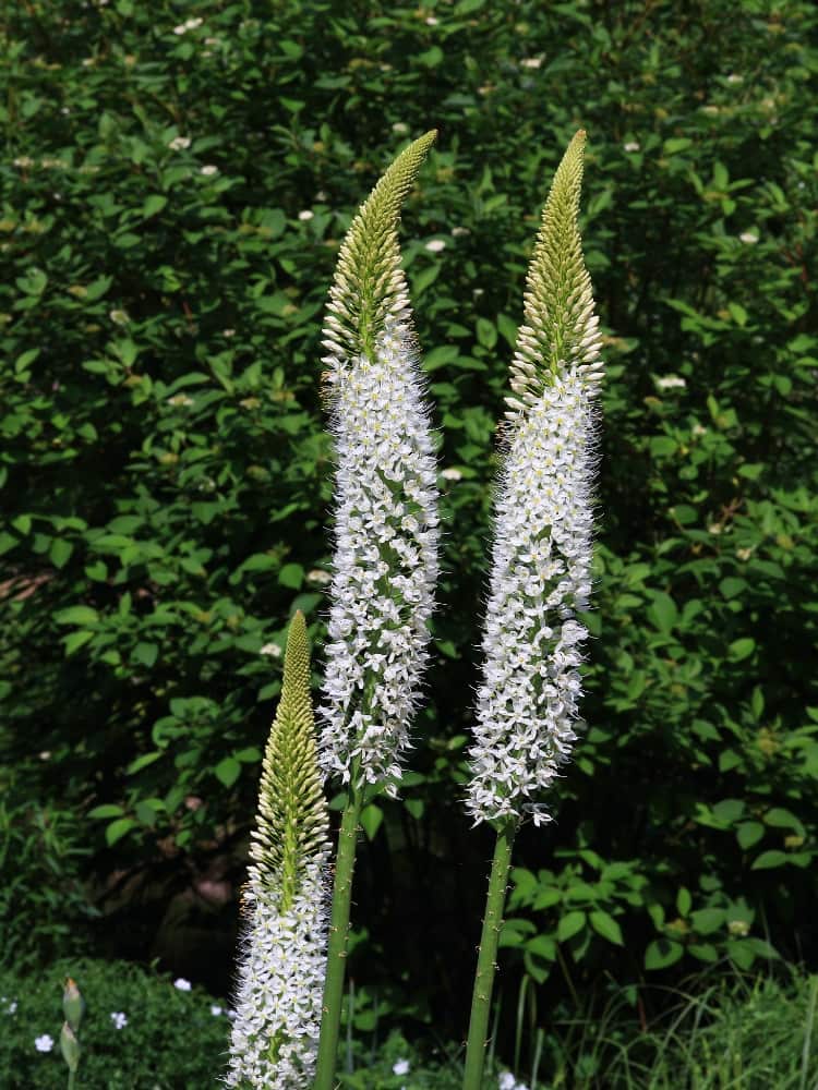 Eremurus himalaicus | Himalaja-Steppenkerze im Onlineshop der Bohlken Baumschulen