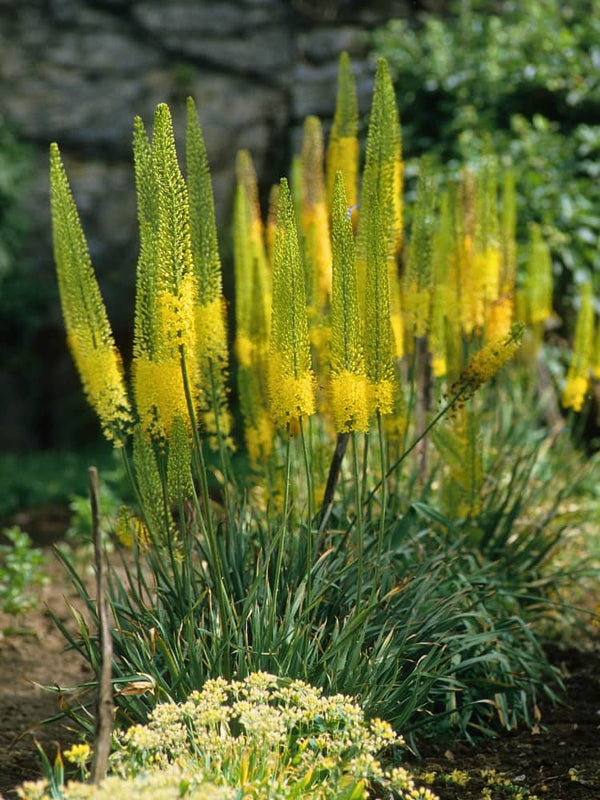 Eremurus stenophyllus | Schmalblättrige Steppenkerze  im Onlineshop der Bohlken Baumschulen