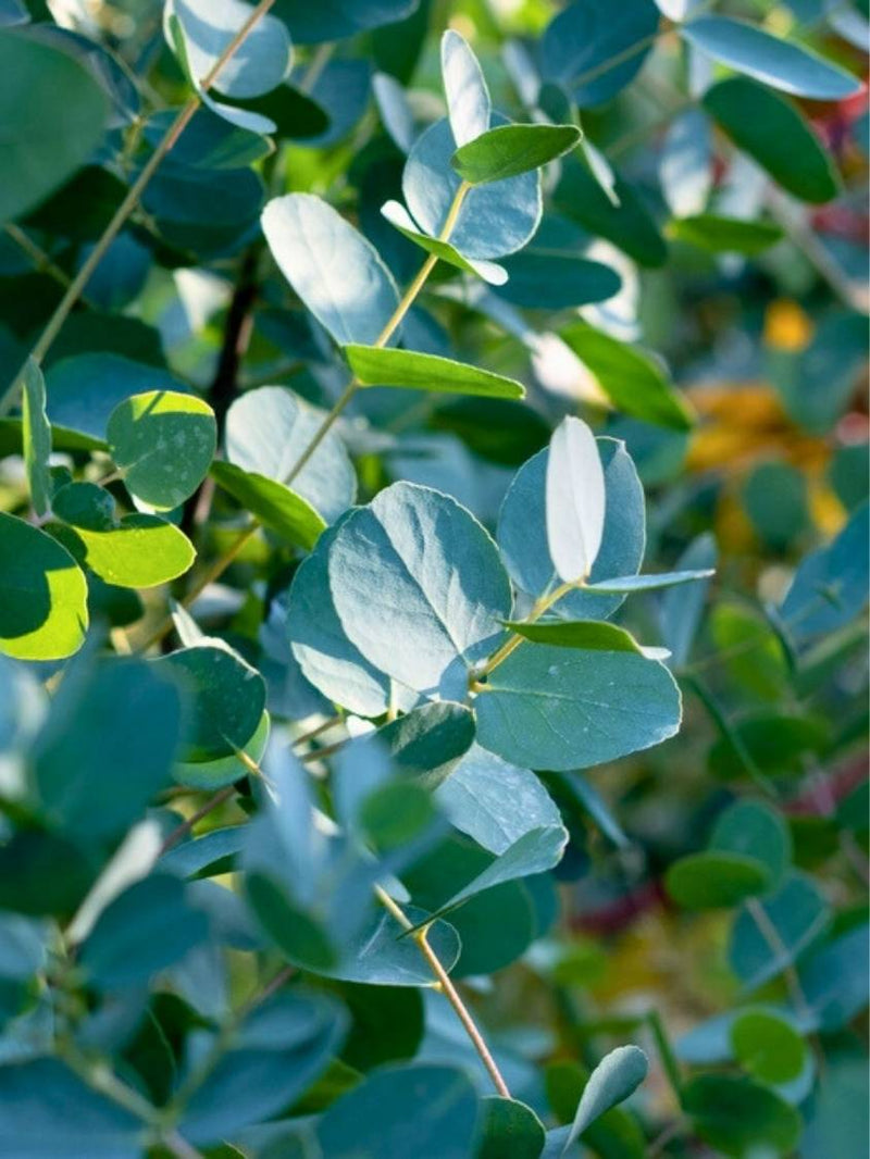 Eucalyptus gunnii Azura 'Cagire' | Mostgummi Eukalyptus 'Azura' im Onlineshop der Bohlken Baumschulen