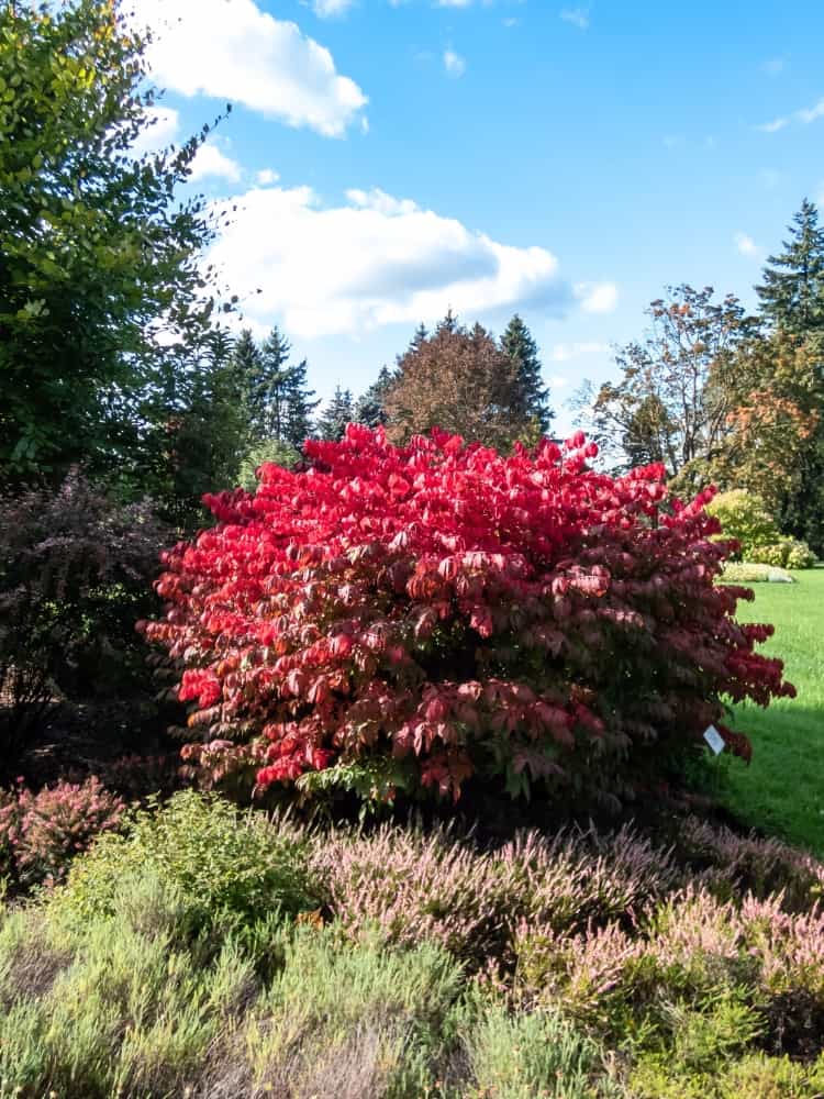 Korkflügelstrauch 'Compactus', Euonymus alatus 'Compactus' kaufen im Online-Shop der Bohlken Baumschulen