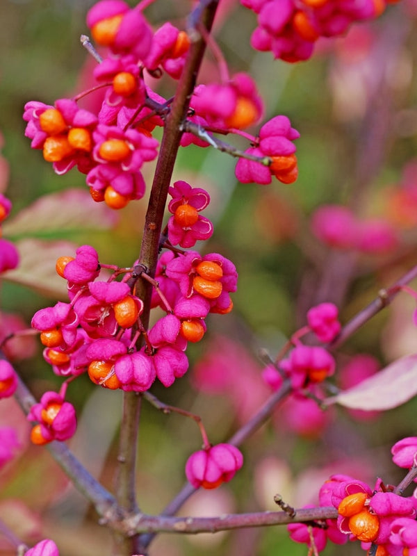 Artikelbild für Pfaffenhütchen Euonymus europaeus im Onlineshop der Bohlken Baumschulen