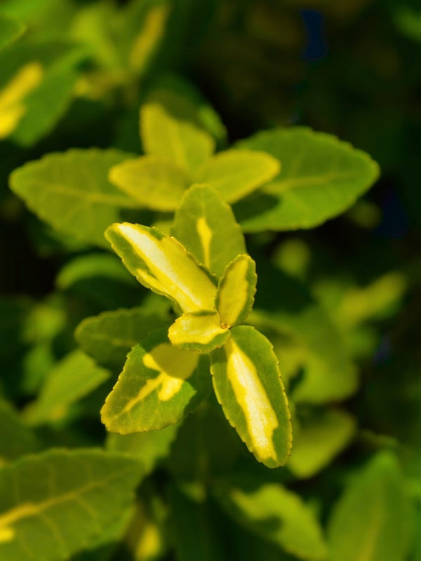 Goldgelber Spindelstrauch 'Sunspot', Euonymus fortunei 'Sunspot' kaufen im Online-Shop der Bohlken Baumschulen