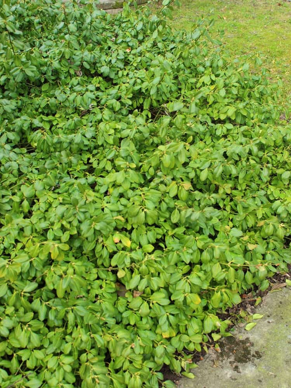 Kletternde Kriechspindel 'Vegetus', Euonymus fortunei 'Vegetus' kaufen im Online-Shop der Bohlken Baumschulen