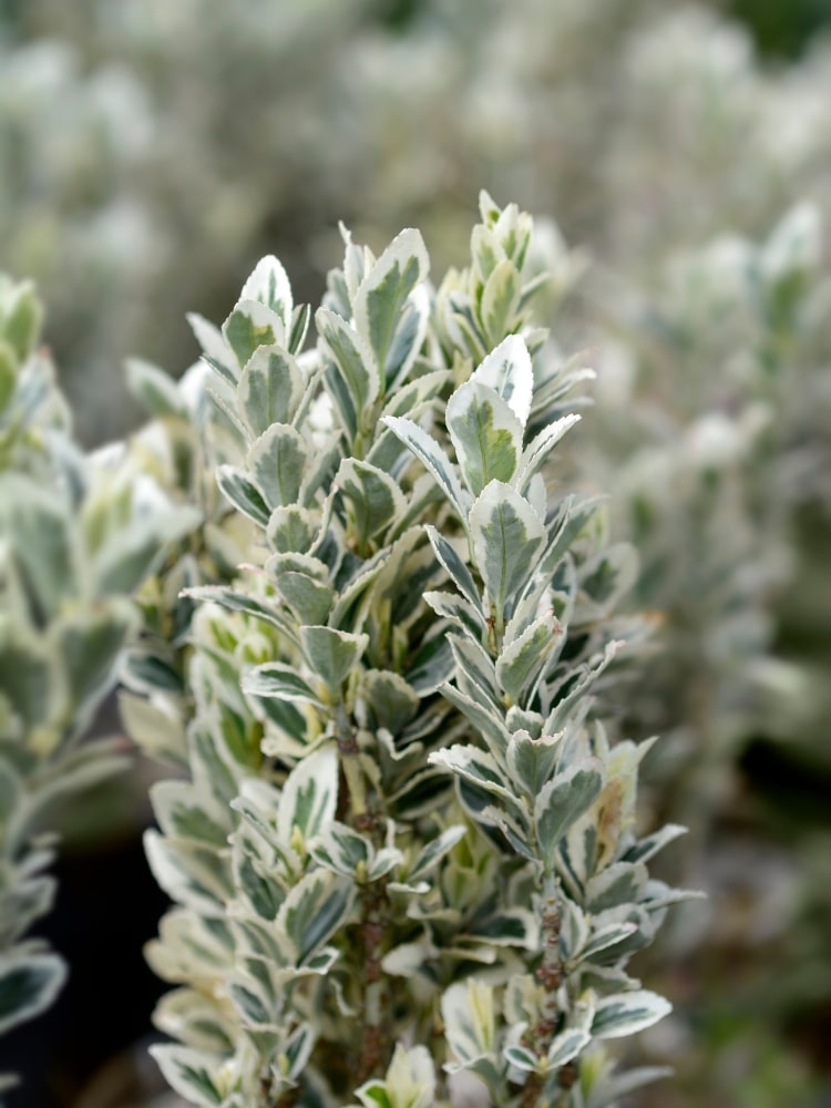 Artikelbild für Spindelstrauch Euonymus japonicus 'White Spire'® im Onlineshop der Bohlken Baumschulen