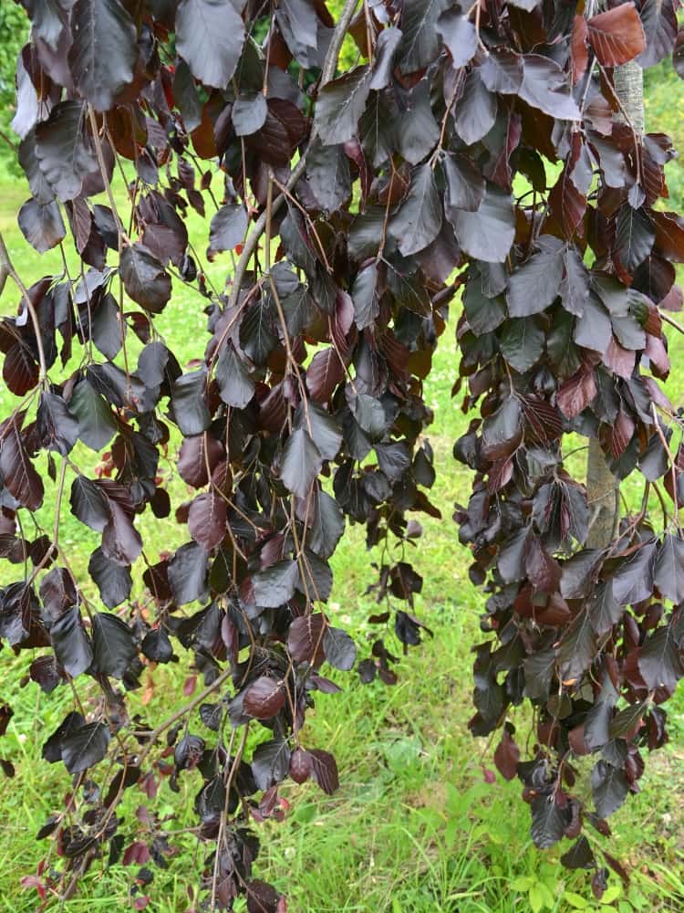 Trauer-Buche 'Black Swan', Fagus sylvatica 'Black Swan' im Onlineshop der Bohlken Baumschulen