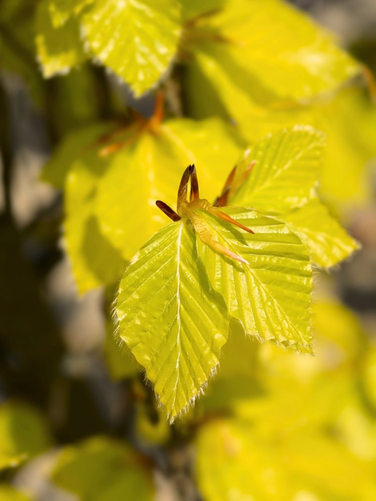 Fagus sylvatica 'Dawyck Gold', Säulen-Goldbuche 'Dawyck Gold' im Onlineshop der Bohlken Baumschulen