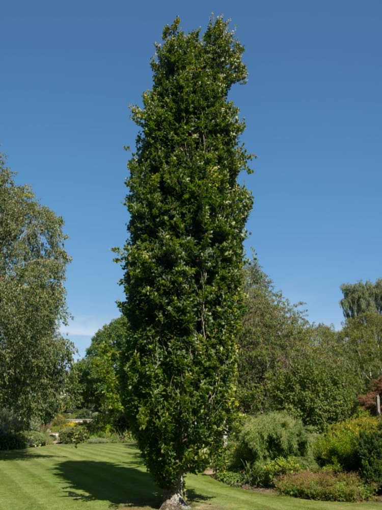 Fagus sylvatica 'Dawyck', Säulenbuche 'Dawyck' im Onlineshop der Bohlken Baumschulen