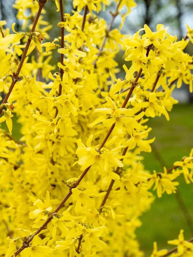 Artikelbild für Goldglöckchen Forsythia intermedia 'Goldrausch'® im Onlineshop der Bohlken Baumschulen