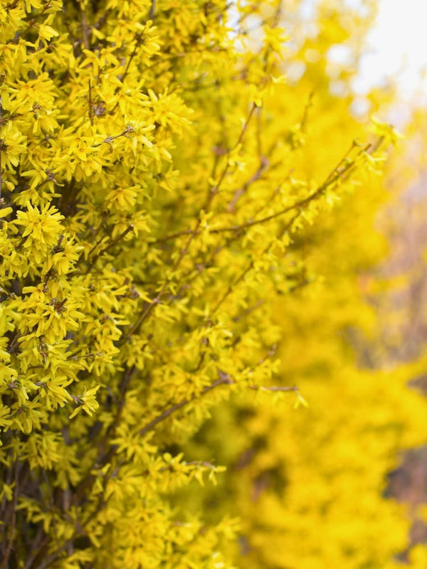 Forsythia x intermedia 'Lynwood', Forsythie 'Lynwood' im Onlineshop der Bohlken Baumschulen