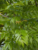 Gemeine Esche | Fraxinus excelsior im Onlineshop der Bohlken Baumschulen