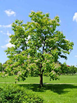 Gemeine Esche | Fraxinus excelsior im Onlineshop der Bohlken Baumschulen