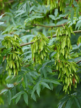 Gemeine Esche | Fraxinus excelsior im Onlineshop der Bohlken Baumschulen