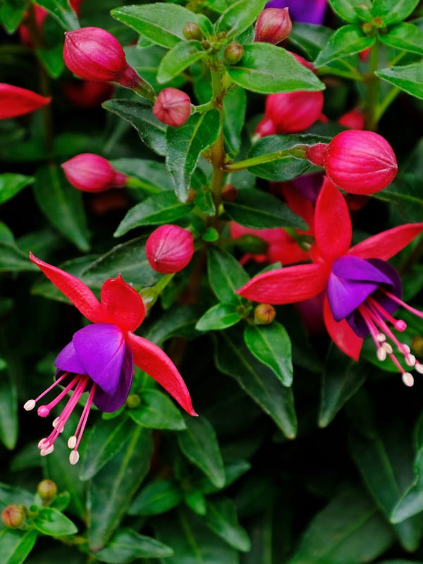 Fuchsia magellanica 'Tom Thumb', Garten-Fuchsie 'Tom Thumb' im Onlineshop der Bohlken Baumschulen
