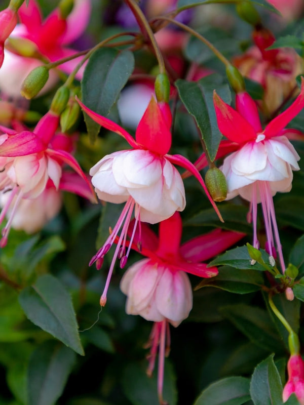 Fuchsia x hybride 'Snowcap', Garten-Fuchsie 'Snowcap' im Onlineshop der Bohlken Baumschulen