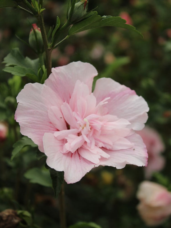 Garteneibisch 'Pink Chiffon' ®, Hibiscus syriacus 'Pink Chiffon' ® im Onlineshop der Bohlken Baumschulen