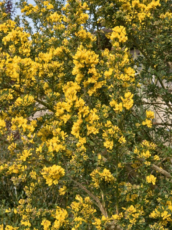 Genista 'Porlock', Ginster 'Porlock' im Onlineshop der Bohlken Baumschulen