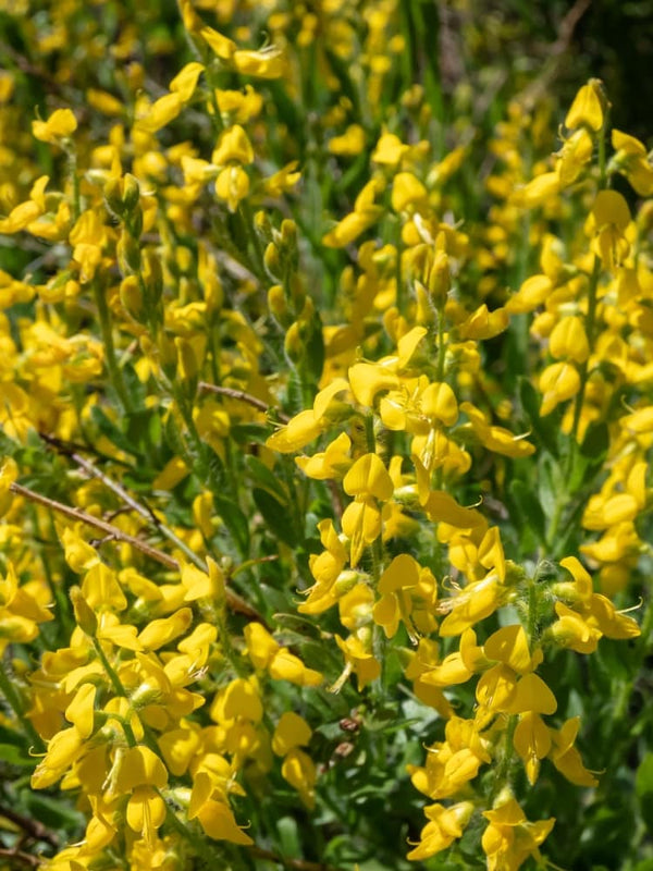 Genista germanica, Deutscher Ginster im Onlineshop der Bohlken Baumschulen