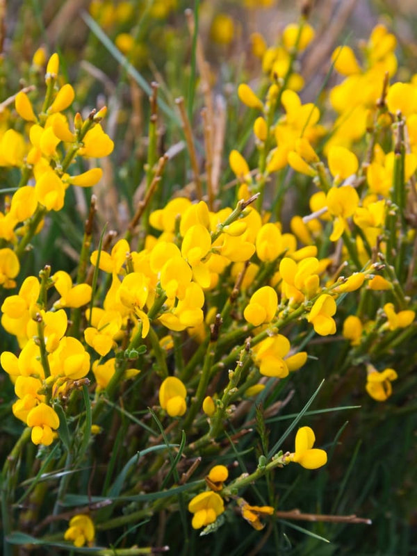 Genista hispanica, Spanischer Ginster im Onlineshop der Bohlken Baumschulen