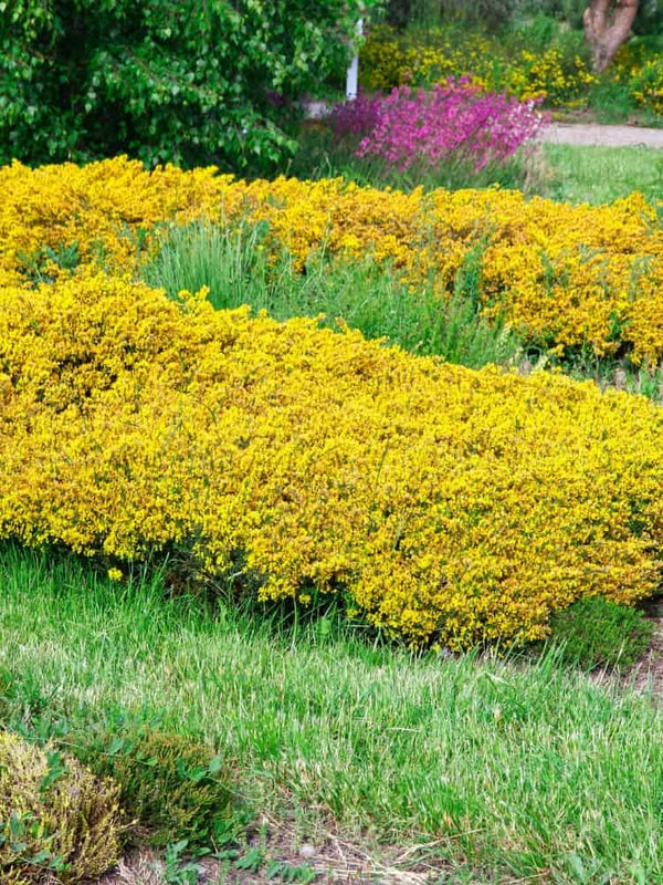 Genista pilosa 'Lemon Spreader', Sandginster 'Lemon Spreader' in Onlineshop der Bohlken Baumschulen