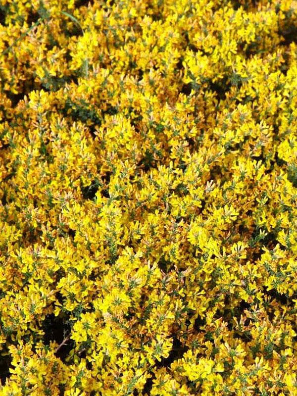 Genista pilosa 'Vancouver Gold', Sandginster 'Vancouver Gold' im Onlineshop der Bohlken Baumschulen