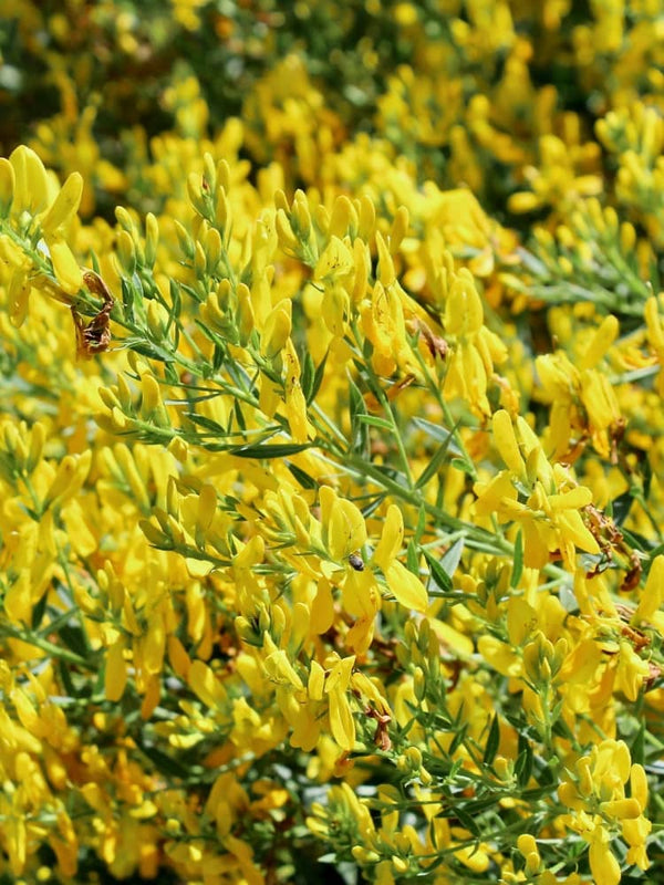 Genista tinctoria 'Plena', Färber-Ginster 'Plena' im Onlineshop der Bohlken Baumschulen