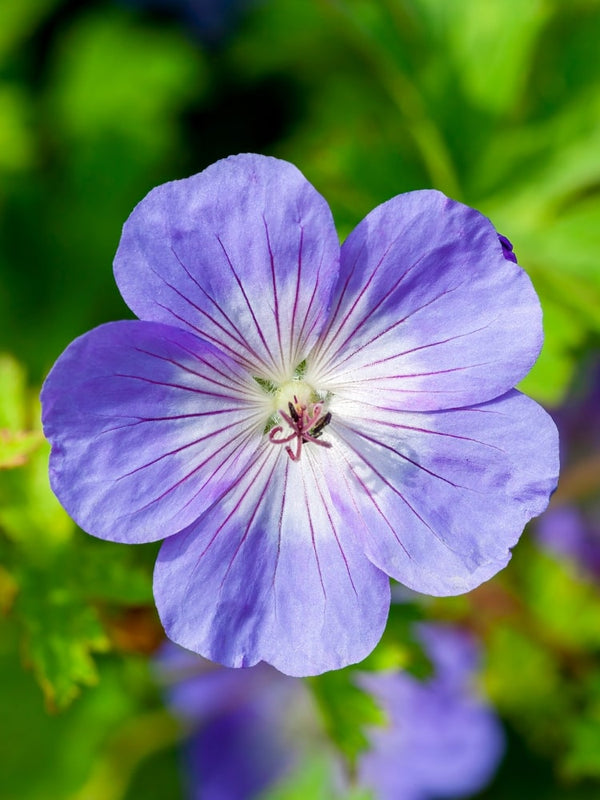 Storchschnabel 'Azure Rush' ®