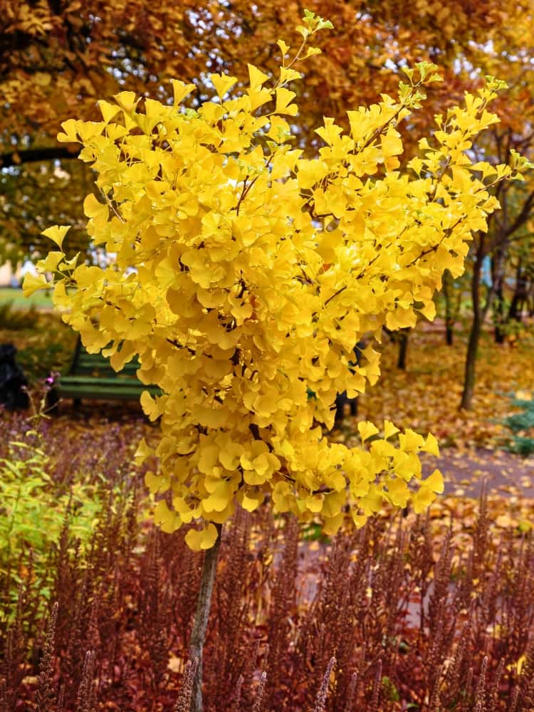 Ginkgo biloba, Fächerblattbaum, Ginkgobaum im Onlineshop der Bohlken Baumschulen